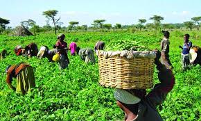 Farmers Seek Agric Investors’ Programmes To Boost Food Production