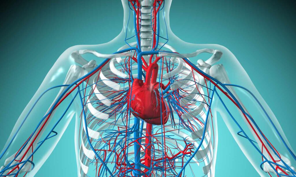 Cardiovascular Care for Older Adults (2)