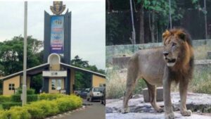 Lion-kills-zookeeper-at-OAU