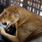 Lion devours handler at Obasanjo library zoo