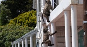 baboon-cape-town-2