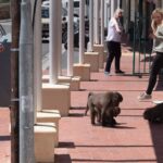 Baboons become bolder in Cape Town, move freely around