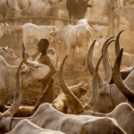 We Make N50bn Transactions Every Week – Wudil Cattle Market Chairman